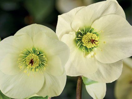 Čemeřice 'HGC Winter Ballet Linda' - Helleborus 'HGC Winter Ballet Linda'  Helleborus 'HGC Winter Ballet Linda'