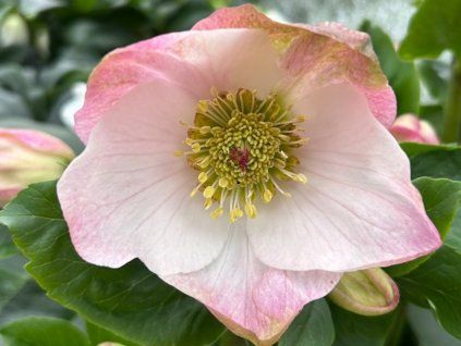 Čemeřice 'HGC Winter Ballet Lola' - Helleborus 'HGC Winter Ballet Lola'  Helleborus 'HGC Winter Ballet Lola'