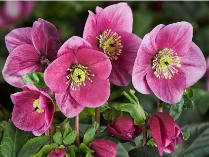Čemeřice 'HGC Winter Ballet Lulu' - Helleborus 'HGC Winter Ballet Lulu'  Helleborus 'HGC Winter Ballet Lulu'