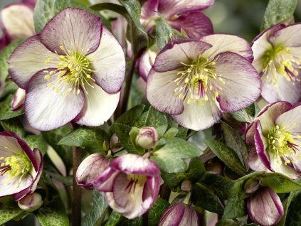 Čemeřice 'HGC® Ice n' Roses Mary Marble' - Helleborus 'HGC® Ice n' Roses Mary Marble'  Helleborus 'HGC® Ice n' Roses Mary Marble'