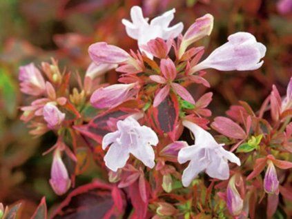 Abélie velkokvětá 'Sunshine Daydream'  Abelia grandiflora 'Sunshine Daydream'