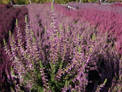 Calluna vulgaris Pink Asli (3)