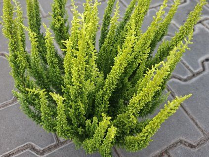 Vřes obecný Skyline 'Monaco'  Calluna vulgaris Skyline 'Monaco'