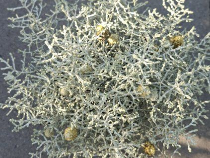 Drátovec 'Silver Ball'  Calocephalus brownii'Silver Ball'