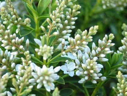 Hebe odora (buxifolia)  Hebe odora (buxifolia)