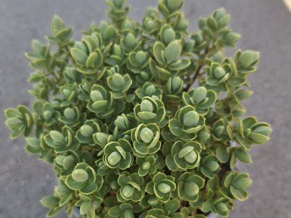 Hebe pinquifolia  Hebe pinquifolia