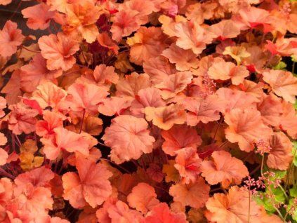 timeless orange