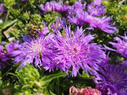 Stokesie 'Purple Parasols' - Stokesia laevis 'Purple Parasols'  Stokesia laevis 'Purple Parasols'