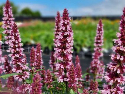 Agastache BEELICIOUS® 'Pink Agapk' PBR - Agastache BEELICIOUS® 'Pink Agapk' PBR  Agastache BEELICIOUS® 'Pink Agapk' PBR