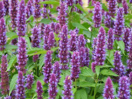 Agastache BEELICIOUS® 'Purple' PBR - Agastache BEELICIOUS® 'Purple' PBR  Agastache BEELICIOUS® 'Purple' PBR