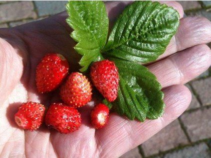 Jahodník měsíční 'Regina'  Fragaria vesca'Regina'