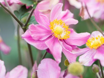 Sasanka hupejská 'Little Breeze Pink' - Anemone hupehensis 'Little Breeze Pink'  Anemone hupehensis 'Little Breeze Pink'