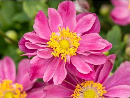 Sasanka hupejská 'Little Breeze Sweet' - Anemone hupehensis 'Little Breeze Sweet'  Anemone hupehensis 'Little Breeze Sweet'