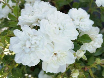 Růže 'White Fairy'  Rosa 'White Fairy'
