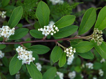 Skalník vrbolistý  Cotoneaster salicifolius