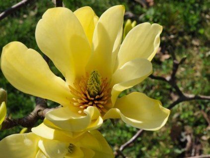 yellow joy