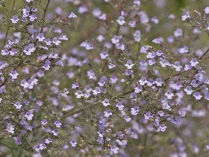 Marulka lékařská 'Blue Cloud' - Calamintha nepeta 'Blue Cloud'  Calamintha nepeta'Blue Cloud'