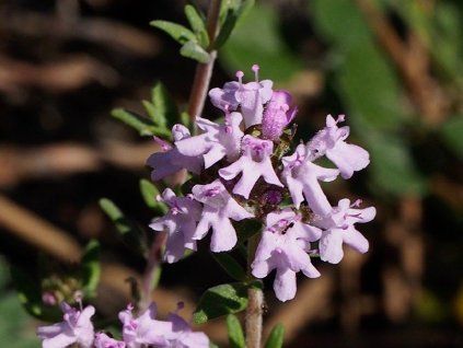 Mateřídouškovec vonný - Thymus capitatus  Thymus capitatus