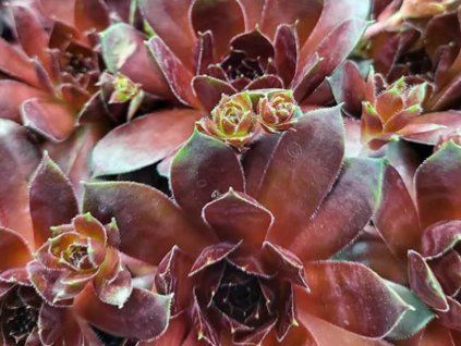 Netřesk x hybr. 'Lacerta' - Sempervivum x hybr. 'Lacerta'  Sempervivum x hybr. 'Lacerta'