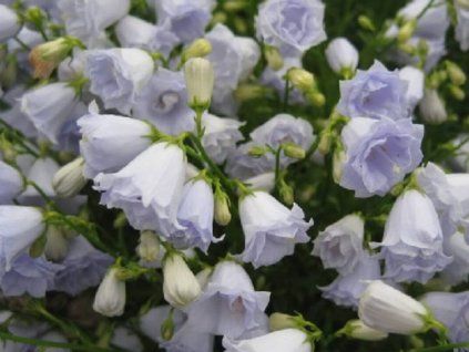 Zvonek lžičkolistý 'Elizabeth Oliver' - Campanula cochleariifolia 'Elizabeth Oliver'  Campanula cochleariifolia 'Elizabeth Oliver'