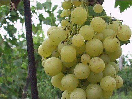Réva vinná 'Mramornyj'  Vitis vinifera 'Mramornyj'