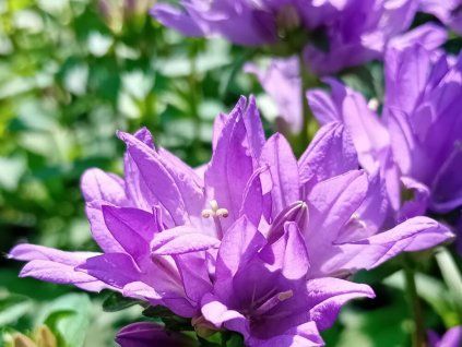 Zvonek klubkatý 'Freya' - Campanula glomerata 'Freya'  Campanula glomerata 'Freya'