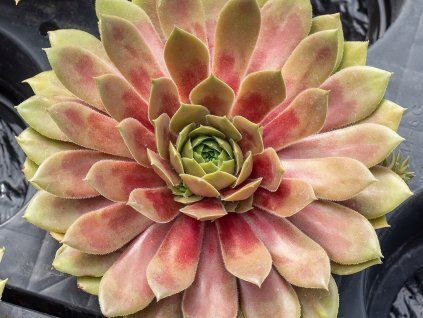 Netřesk BIG SAM® 'Red Mellow' - Sempervivum BIG SAM® 'Red Mellow'  Sempervivum BIG SAM® 'Red Mellow'