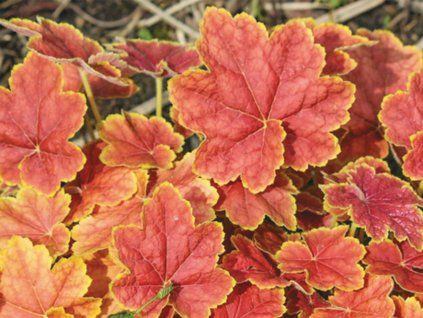 Dlužicha 'Tiramisu' - Heuchera 'Tiramisu'  Heuchera 'Tiramisu'