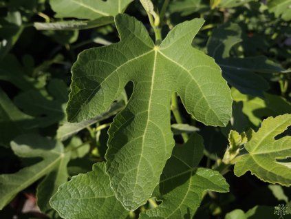Ficus Brno (2)