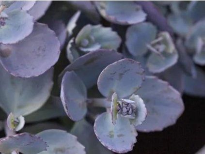 Rozchodník větvený 'Red Canyon' - Sedum cauticola 'Red canyon'  Sedumcauticola'Red Canyon'