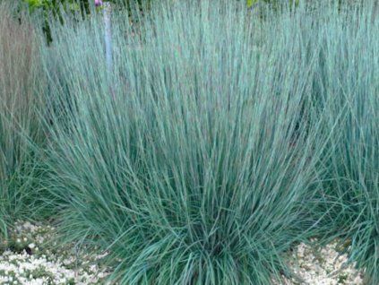 Schizachyrium 'Prairie Blues' - Schizachyrium scoparium 'Prairie Blues'  Schizachyrium scoparium 'Prairie Blues'
