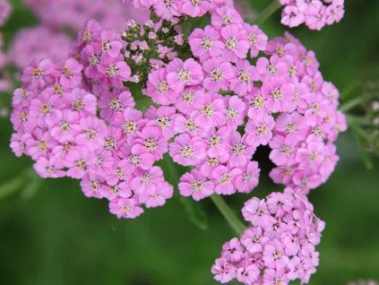 Řebříček obecný 'Lilac Beauty' - Achillea millefolium 'Lilac Beauty'  Achillea millefolium 'Lilac Beauty'