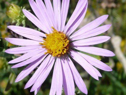 Hvězdnice hladká - Aster laevis  Aster laevis