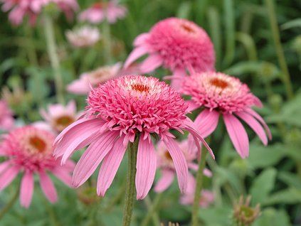 Třapatka 'Double Pink' - Echinacea 'Double Pink'  Echinacea 'Double Pink'