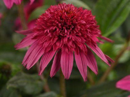 Třapatka nachová Sombrero 'Double Rose' - Echinacea purpurea Sombrero  'Double Rose'  Echinacea Sombrero 'Double Rose'