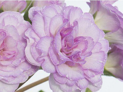 Prvosenka Pretty Polly 'Soft Pink' - Primula polyanthus Pretty Polly 'Soft Pink'  Primula polyanthus Pretty Polly 'Soft Pink'