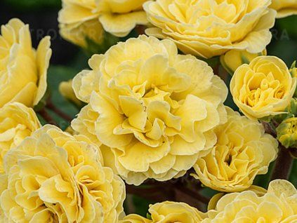 Prvosenka Pretty Polly 'Buttercream' - Primula polyanthus Pretty Polly 'Buttercream'  Primula polyanthus Pretty Polly 'Buttercream'