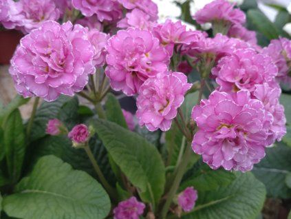 Prvosenka Pollyanna 'Pink Fountain' - Primula polyanthus Pollyanna 'Pink Fountain'  Primula polyanthus Pollyanna 'Pink Fountain'