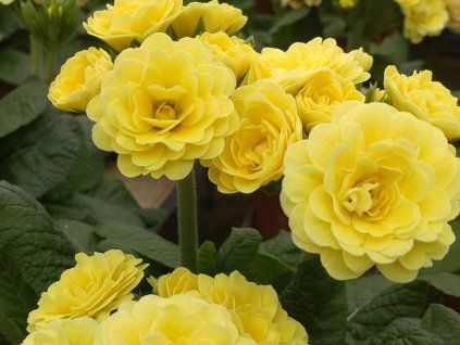 Prvosenka Pollyanna 'Fresh Lemon' - Primula polyanthus Pollyanna 'Fresh Lemon'  Primula polyanthus Pollyanna 'Fresh Lemon'