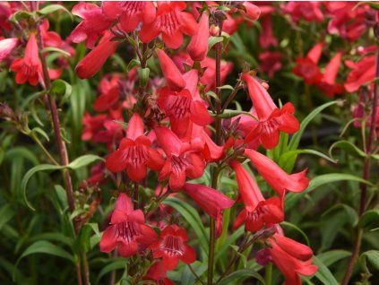 Dračík hartwegův 'Quartz Red' - Penstemon hartwegii 'Quartz Red'  Penstemon hartwegii 'Quartz Red'