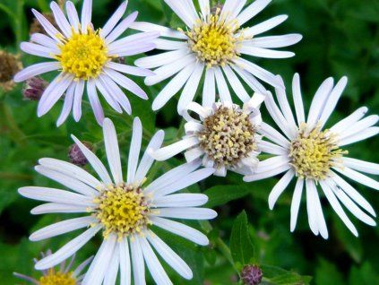 Hvězdnice 'Ashvi' - Aster ageratoides 'Ashvi'  Aster ageratoides 'Ashvi'