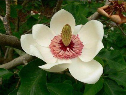 charm and fragrance