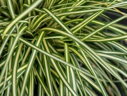 Ostřice ošimenská 'Moonlight' - Carex oshimensis 'Moonlight'  Carex oshimensis 'Moonlight'