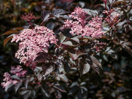 Bez černý 'Guincho Purple'  Sambucus nigra 'Guincho Purple'