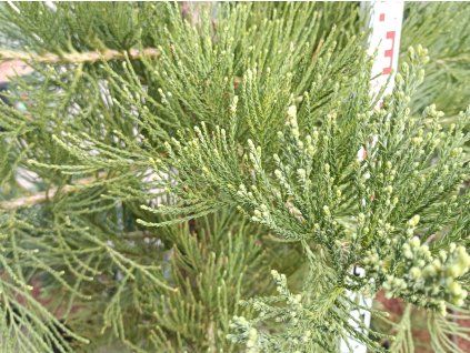 Sekvojovec obrovský 'Healthy Mammoth Three'  Sequoiadendron giganteum 'Healthy Mammoth Three'