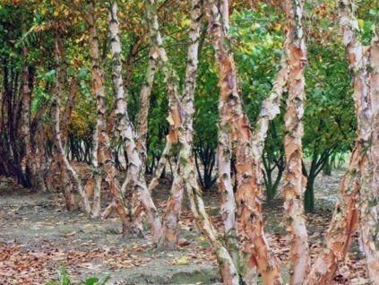 betula nigra