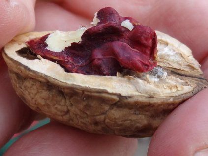 Ořešák královský 'Roter Moselwalnuss'  Juglans regia 'Roter Moselwalnuss'