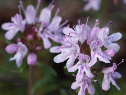 Mateřídouška longicaulis - Thymus longicaulis  Thymus longicaulis