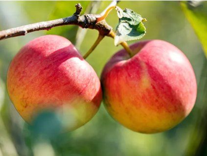 Jabloň sloupovitá 'Slima'  Malus domestica 'Slima'
