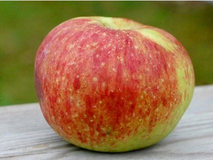 Jabloň sloupovitá 'Tophola'  Malus domestica 'Tophola'